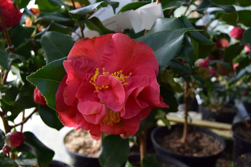 Camellia japonica 'Doctor King' 100-125 cm